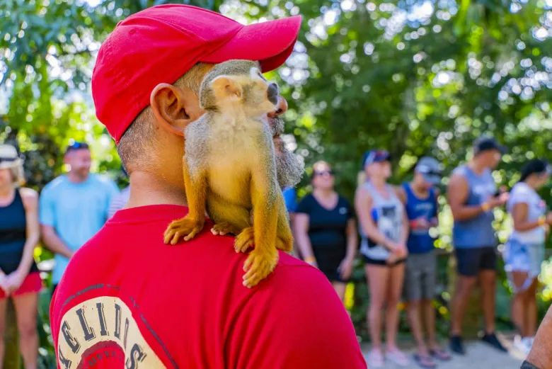 Best Monkey Excursion from Punta Cana – 2-in-1 Tour: Monkeyland and the Longest Zip Line in the DR - Everything Punta Cana