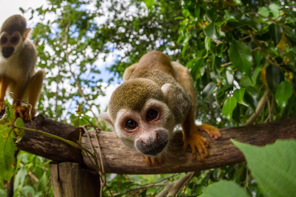 Unique Monkeyland Tour from Punta Cana – Squirrel Monkeys, Botanical Garden, Coffee Plantation - Everything Punta Cana