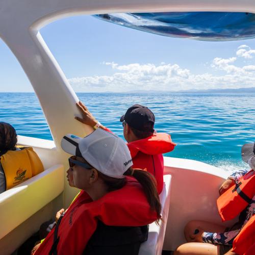 Private Samana Whale Watching Tour from Punta Cana – Humpback Whales & Cayo Levantado - Everything Punta Cana