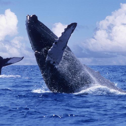 Private Samana Whale Watching Tour from Punta Cana – Humpback Whales & Cayo Levantado - Everything Punta Cana