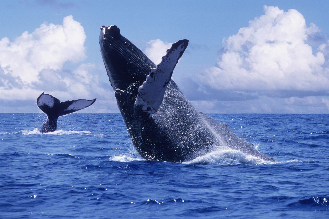 Private Samana Whale Tour from Punta Cana – Exclusive Humpback Whale Watching & Cayo Levantado - Everything Punta Cana