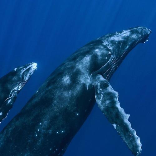 Private Whale Watching Tour from Punta Cana – Samaná, Cayo Levantado, El Limón Waterfall - Everything Punta Cana