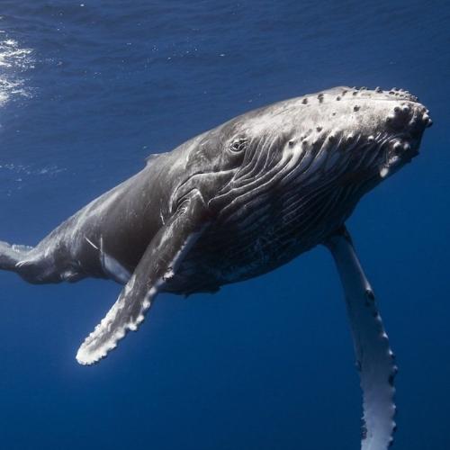 Private Whale Watching Tour from Punta Cana – Samaná, Cayo Levantado, El Limón Waterfall - Everything Punta Cana