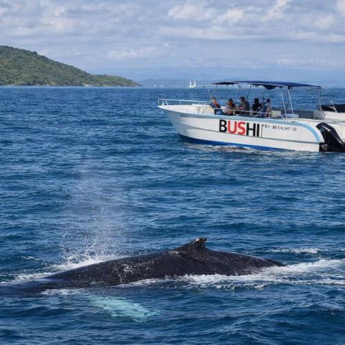 Private Whale Watching Tour from Punta Cana – Samaná, Cayo Levantado, El Limón Waterfall - Everything Punta Cana