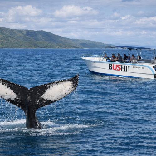Private Whale Watching Tour from Punta Cana – Samaná, Cayo Levantado, El Limón Waterfall - Everything Punta Cana
