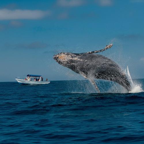 Private Whale Watching Tour from Punta Cana – Samaná, Cayo Levantado, El Limón Waterfall - Everything Punta Cana