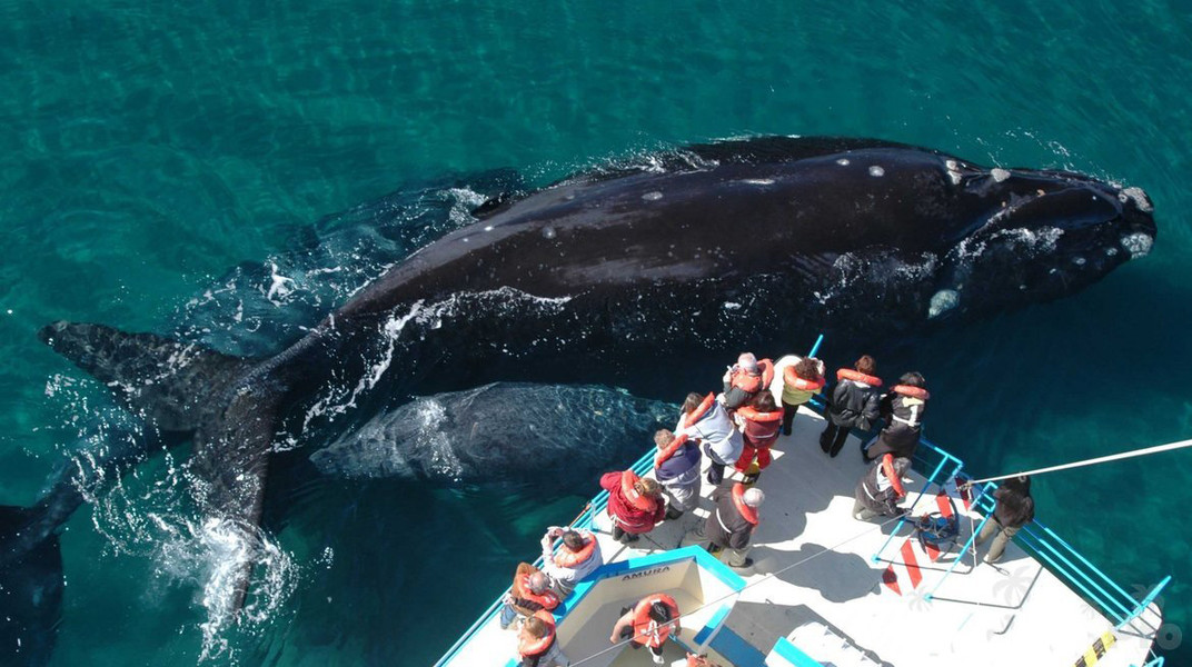 Экскурсия на китов в Доминикане (из Пунта Кана) – 3 в 1: Самана, гора Редонда, остров Бакарди - Everything Punta Cana