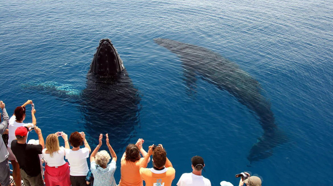 Экскурсия на китов в Доминикане (из Пунта Кана) – 3 в 1: Самана, гора Редонда, остров Бакарди - Everything Punta Cana