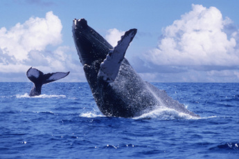 The Best Samaná Whale Watching Tour 2025 – Humpback Whales, Cayo Levantado, El Limon Waterfall