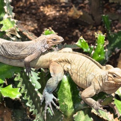 Iguana Ranch