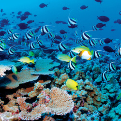 Reef snorkeling