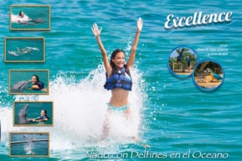 Excellence: Swimming with Dolphins