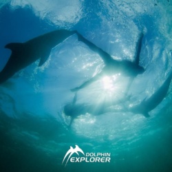 Swimming with Two Dolphins