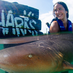 Interaction with Sharks and Rays