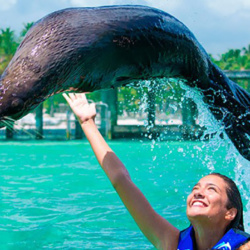 Birds and Sea Lions Show