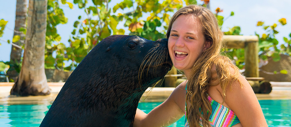 Sea Lions Show in the Dominican Republic