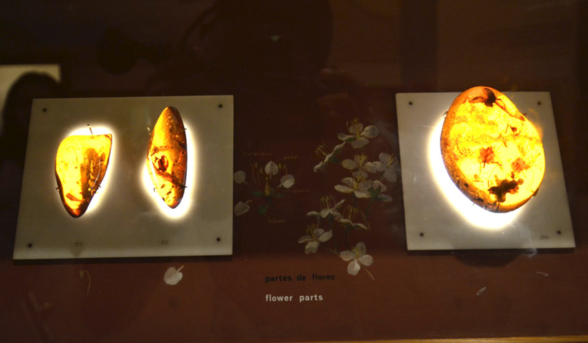 Amber Museum in Puerto Plata