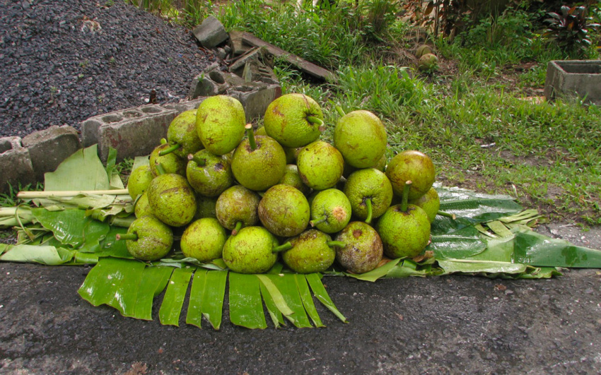 Breadfruit or Buen pan