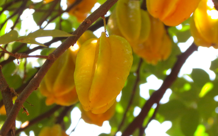 Carambola or Star fruit
