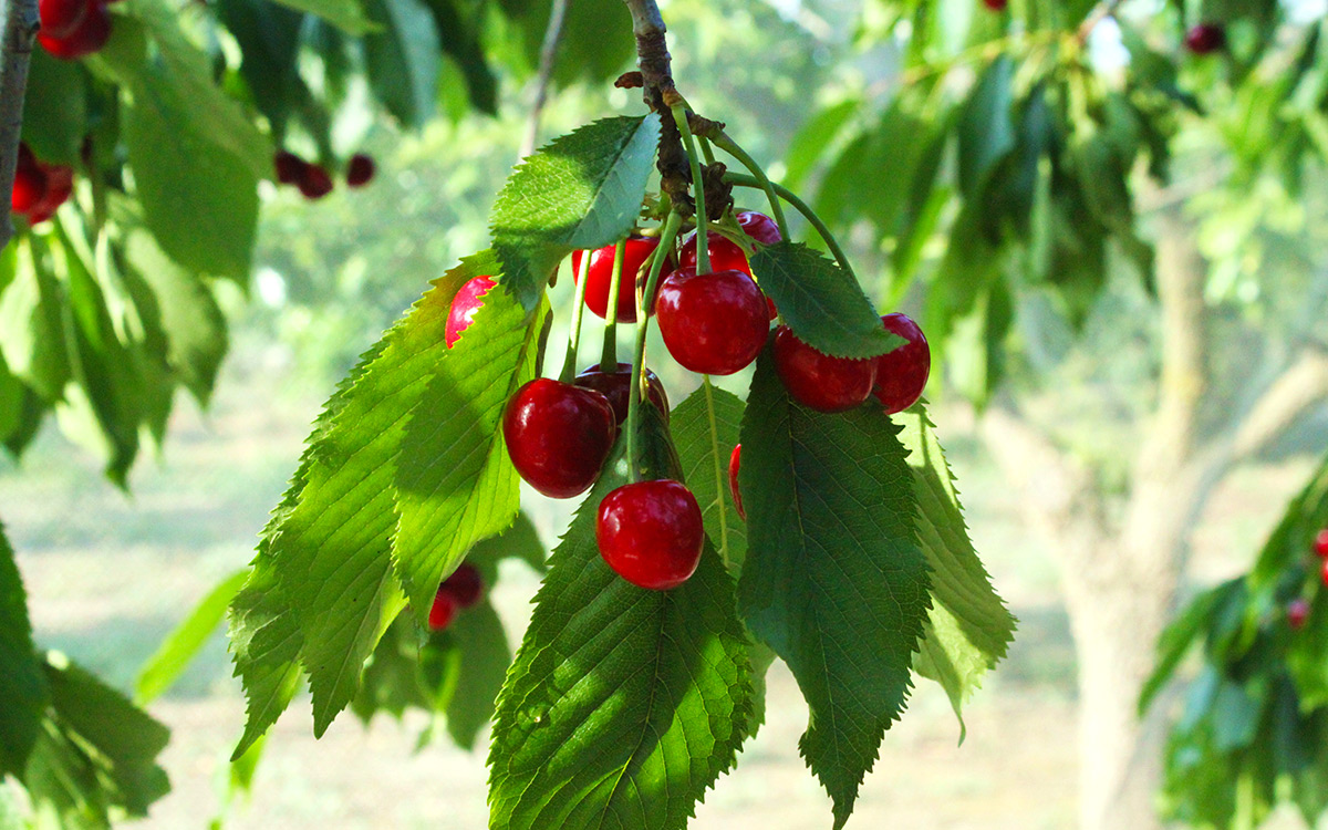 25 Best fruits of the Dominican Republic Exotic and popular fruits in DR