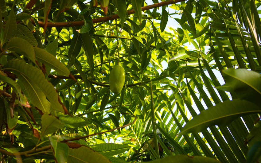 Mango in the Dominican Republic