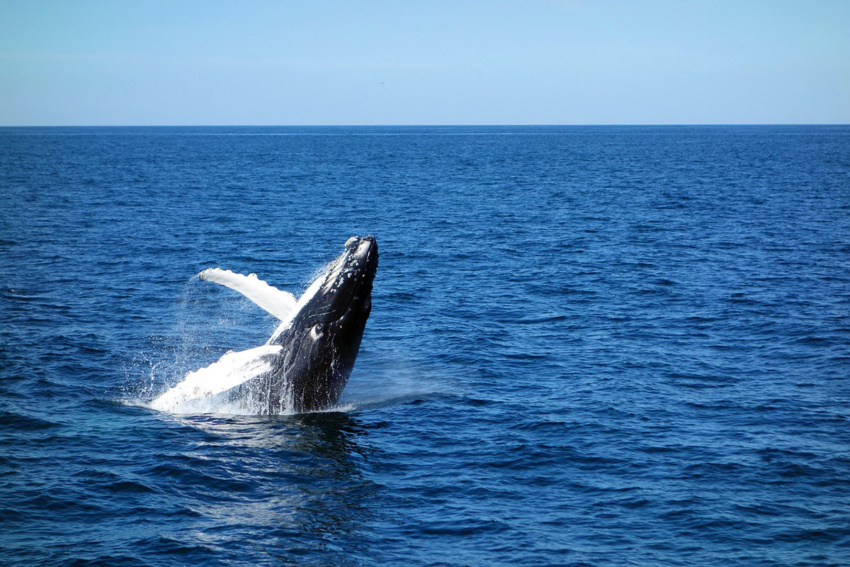 Whale watching season at the Silver Bank of the Dominican Republic