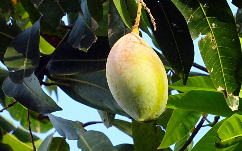 Mango Season 2021 in the Dominican Republic