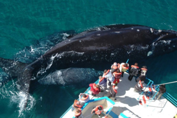 Private Whale Watching Tour from Punta Cana – Samaná Humpback Whales Sanctuary, Bacardi Island, El Limon Waterfall