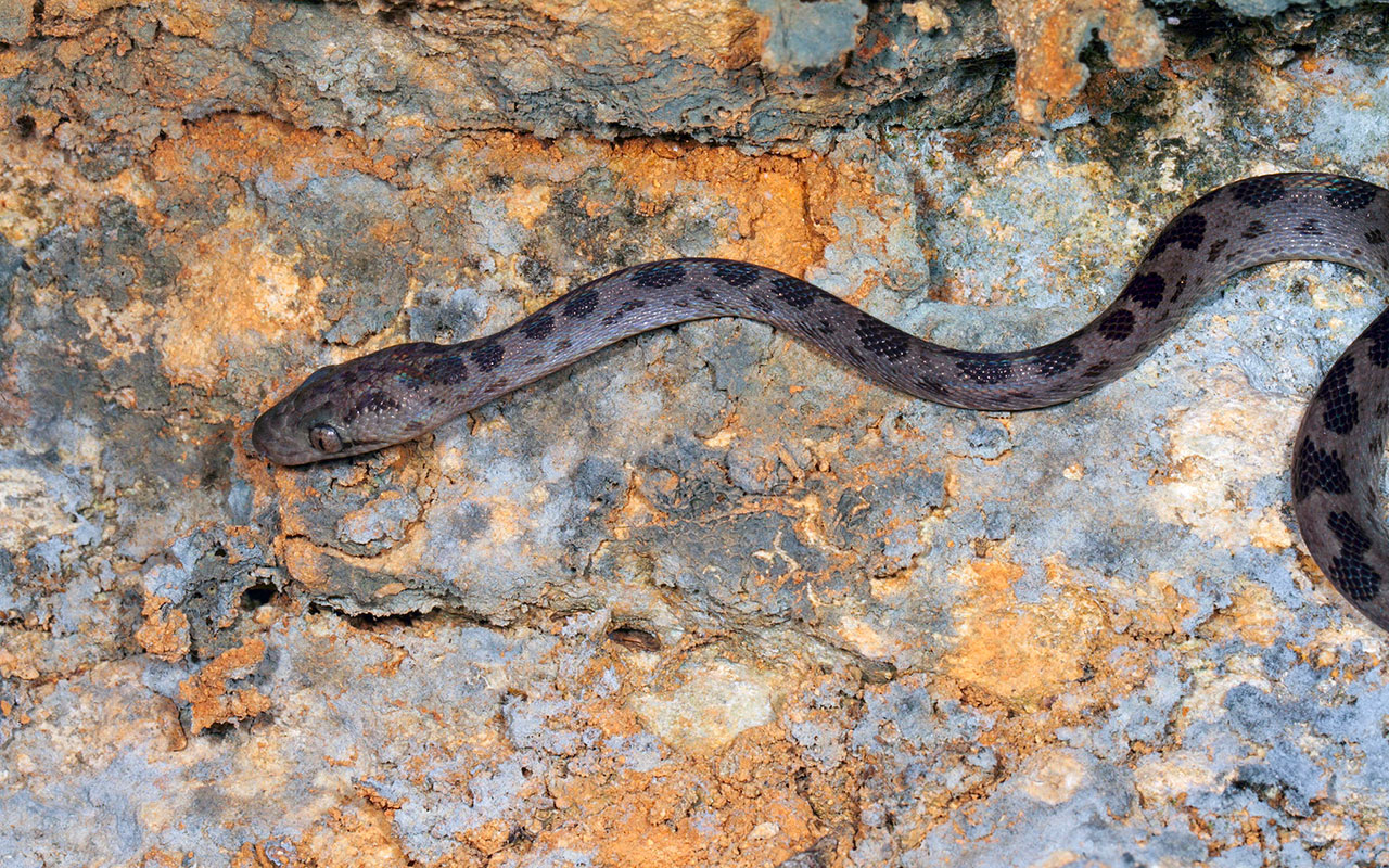 Are there any poisonous snakes in the Dominican Republic in 2024?