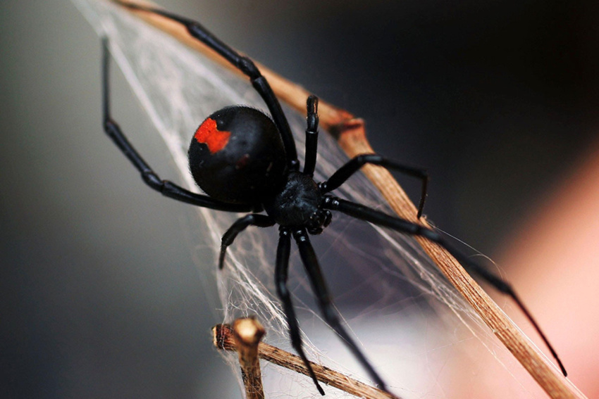 Dominican black widow spider