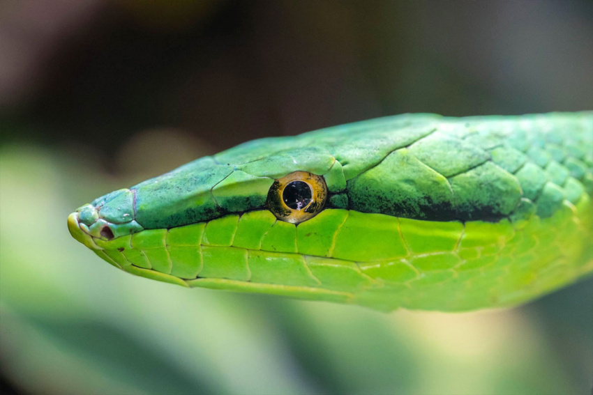 La Culebra Verde Dominican snake