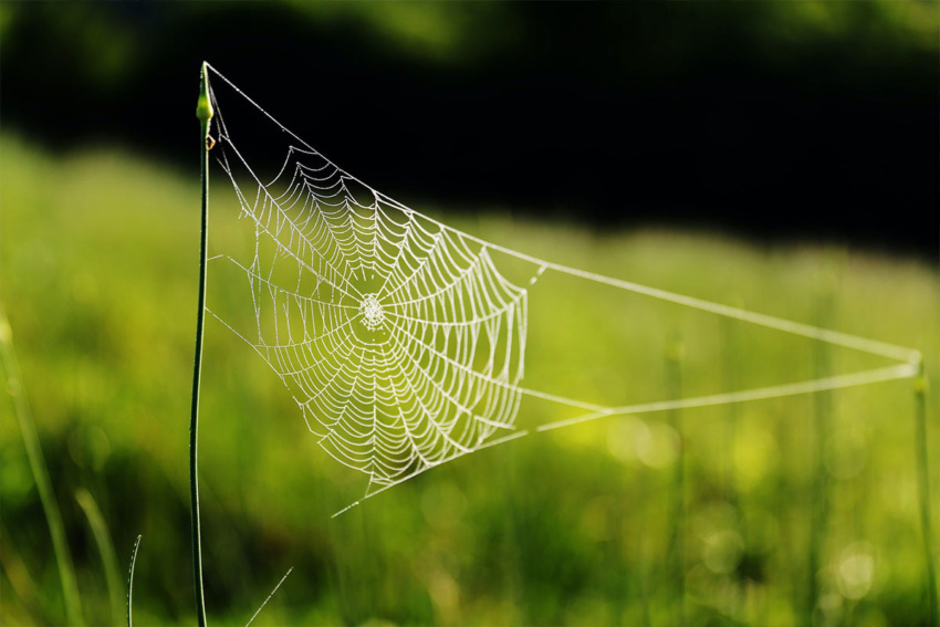Dominican spider web