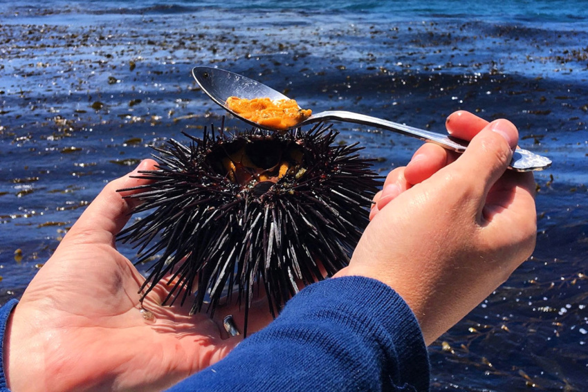 Sea urchin delicacy