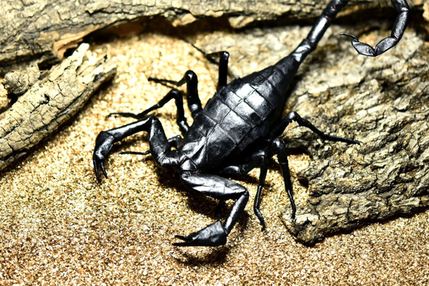 Scorpions in the dominican republic