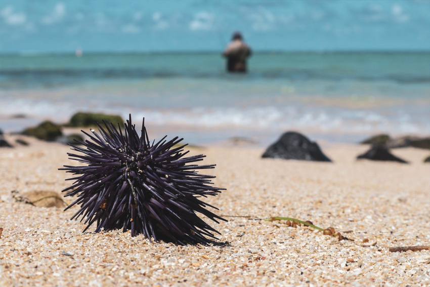 Sea urchin on Punta Cana beach