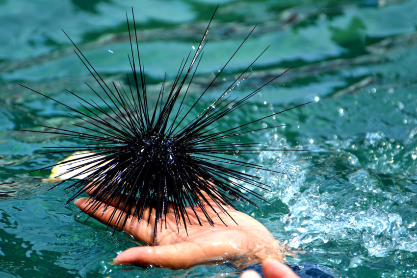 Sea urchin in the Dominican Republic