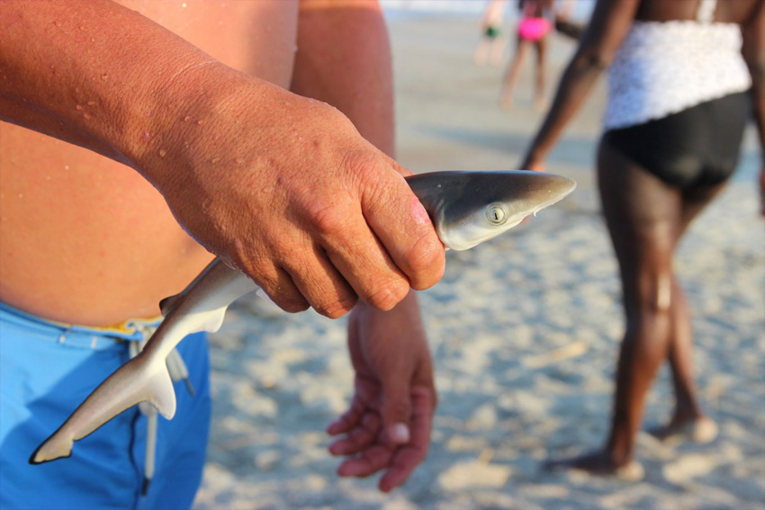 Dominican Republic sharks