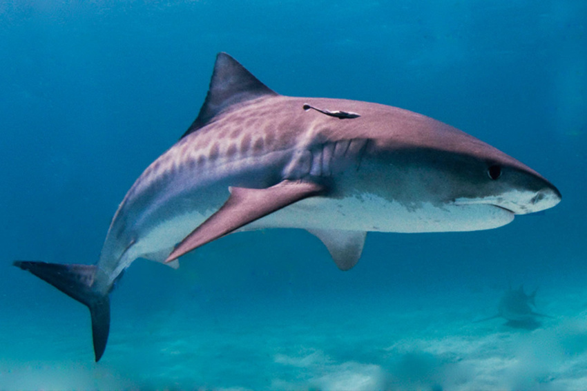Dominican Tiger shark
