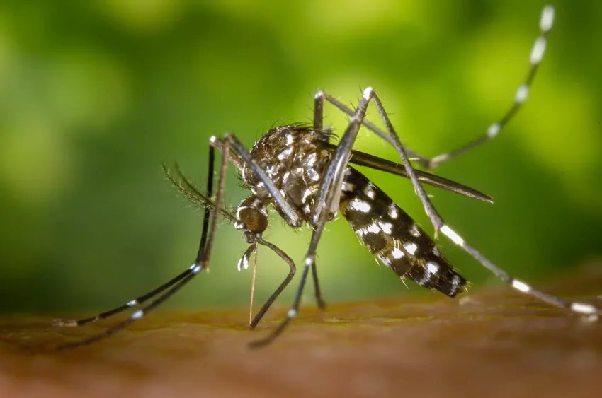 Mosquito Aedes Aegypti