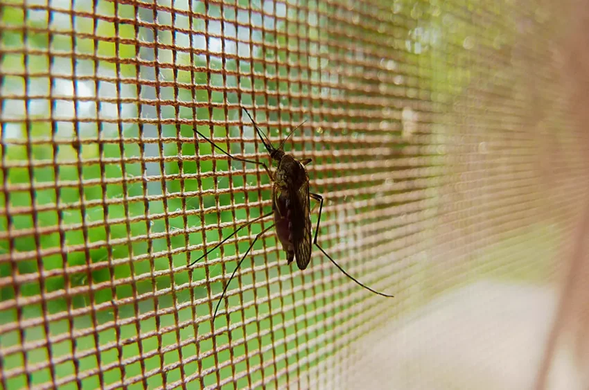 Mosquito net