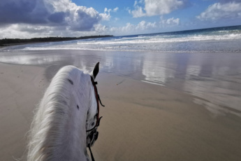 Beach Horseback Riding from Punta Cana – 4-Hour Tour to La Sabana de Nisibon and Playa El Limón