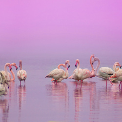 Wild Pink Flamingos