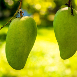 Mango Orchard & Tropical Fruit Tasting