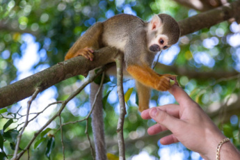 Best Monkey Excursion from Punta Cana — 2-in-1 Tour: Monkeyland and the Longest Zip Line in the DR