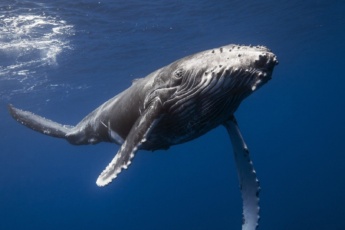 Private Samana Whale Tour from Punta Cana – Exclusive Humpback Whale Watching & Cayo Levantado