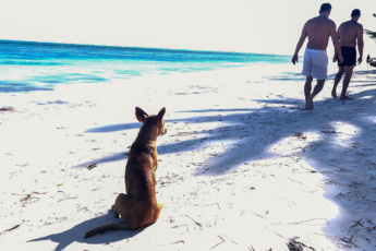 Best Pet-Friendly Oceanfront Apartments for Rent in Punta Cana – Important Tips & List of Veterinary Services