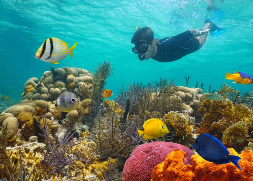 Saona Island Snorkeling