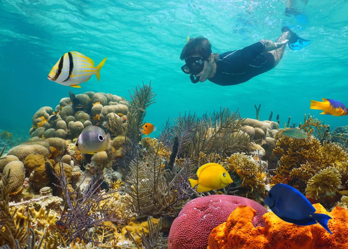 Saona Island Snorkeling