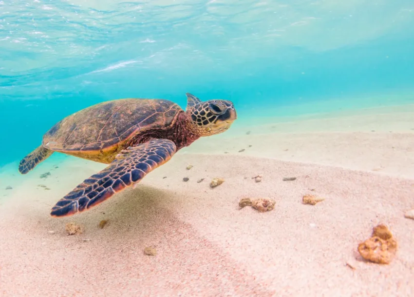 Isla Saona Trip with Turtle Sanctuary