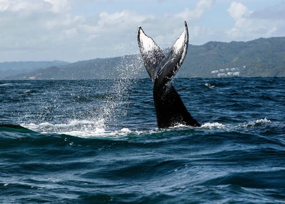 Whales in Samana - a must-see thing during vacation to Samana in the Dominican Republic